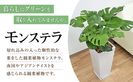 観葉植物モンステラ 8号 ロングスクエア (白) 観葉植物 [ACYK004]