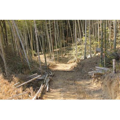 ふるさと納税 別府市 青竹里山収穫篭【別府竹細工】【山下工芸】 |  | 01