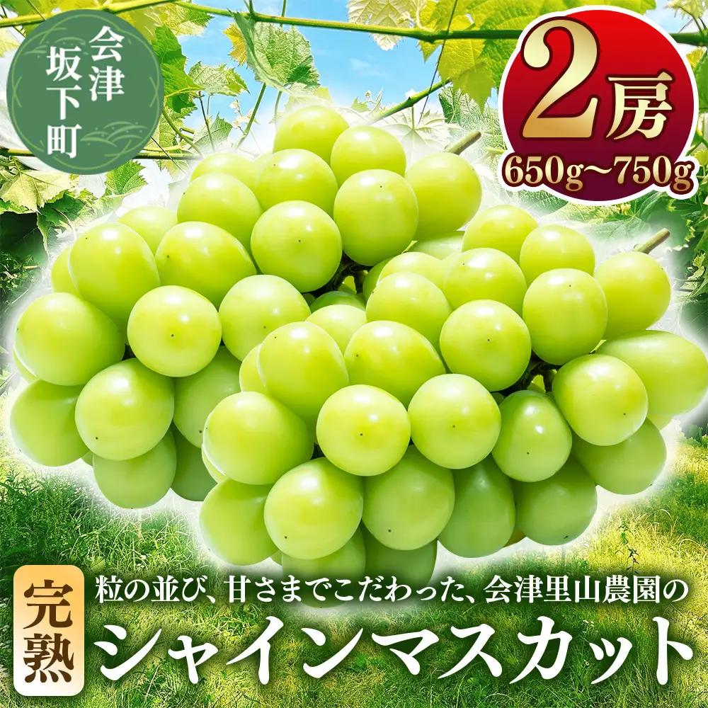 47-B【予約開始】完熟シャインマスカット 650～750g 2房 （会津里山農園）※2026年10月～発送