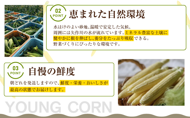 《2027年5月～発送》朝採れ！プレミアム味来のヤングコーン　25本・S099-080