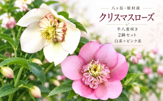 八ヶ岳・原村産　クリスマスローズ（半八重咲き）2鉢セット 【白系×ピンク系】 | クリスマスローズ 花苗 鉢植え 鉢花 信州 八ヶ岳 長野県 諏訪郡 原村