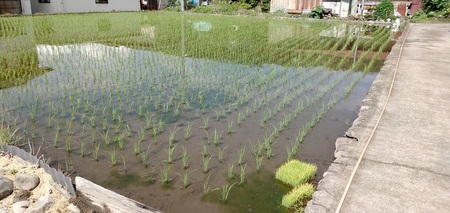 【令和7年度新米】コシヒカリ白米5kg  新米 こめ 精米 1袋 ブランド米 モミで保存 香り 甘い 粘り 山梨県 北杜市 