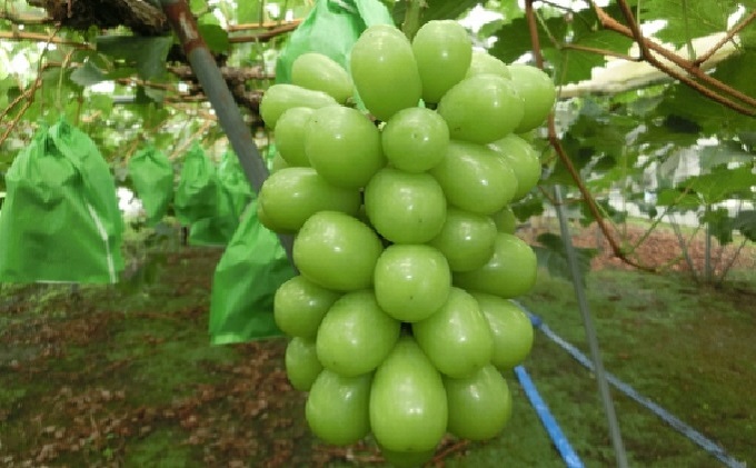 ひらた農園 岡山県産 シャインマスカット 約2kg(3~4房)