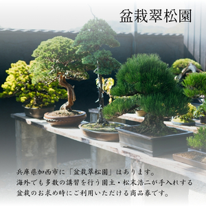 盆栽 翠松園 商品クーポン券 90,000円分 植物 観葉植物 園芸 商品券 兵庫県