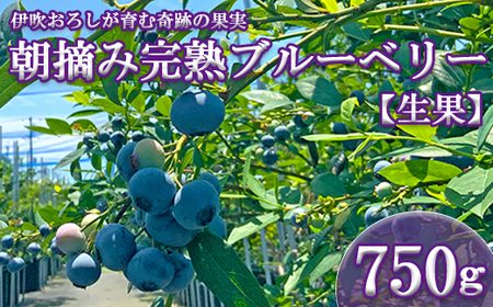 【岐阜県垂井町産】 朝摘み完熟ブルーベリー 生果 750g（125g×6パック）| ブルーベリー 生果 木の実  果実 朝摘み 完熟 甘酸っぱい ジャム デザート 産地直送