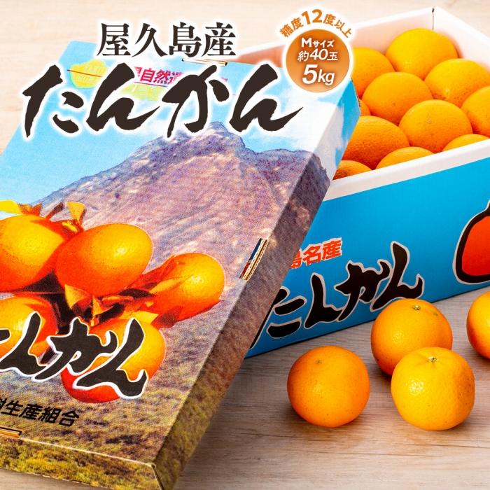 【ふるさと納税】2026年 屋久島産たんかん 約40玉入（約5kg／Mサイズ）＜先行予約／数量限定＞ | ふるさと 納税 お取り寄せ 取り寄せ ご当地 たんかん タンカン くだもの 果物 フルーツ 特産品 名産品 柑橘 柑橘類 かんきつ類 柑橘フルーツ 果実 国産