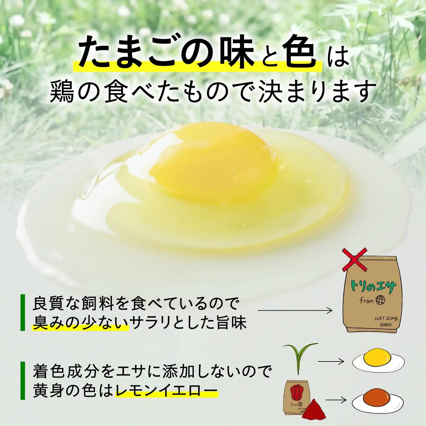 【3ヵ月定期便】平飼い有精卵 50個 計150個 [AXAN001]