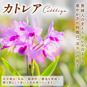 彦根市内にて栽培！愛情いっぱい洋蘭・カトレア鉢花大輪