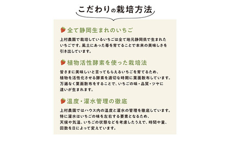 上村農園 こだわりのいちご 大粒章姫・大粒紅ほっぺ 各1パックずつ (1パックあたり約450g) イチゴ あまい おいしい 静岡 浜松市【配送不可：沖縄・離島】