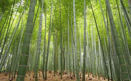 【生産者直送】春の恵み たけのこ 約4kg 以上 (2~5本) 【2026年4月上旬発送開始】 やさい 野菜 竹の子 筍 タケノコ 熊本県産