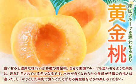 黄金桃 6玉 【配送不可地域あり】桃
