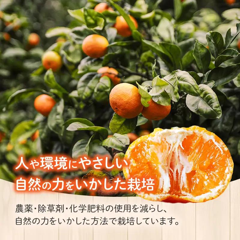果物 温州みかん 果物[15kg 傷み補償分200gを同梱 2026年～2027年発送先行予約]
