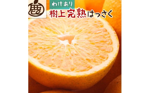 【 家庭用 】 樹上完熟はっさく約5kg+150g（傷み補償分）【八朔】【わけあり・訳あり】【さつき・木成】【2025年4月初旬～2025年5月末日頃 順次発送予定】【IKE35】