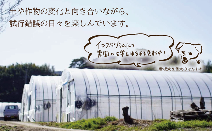 【3月上旬以降発送！】TVでも紹介！サイズが豊富で食卓楽しい！ アスパラガス 1kg＜坂井農園＞那珂川市 野菜 [GBP001]