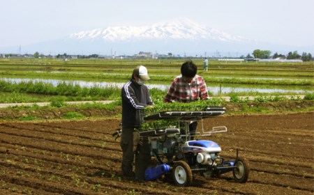 【令和6年産先行予約】 富樫農園の朝採りだだちゃ豆【8月下旬発送】2kg（500g×4袋）晩生甘露・おうら　A03-626