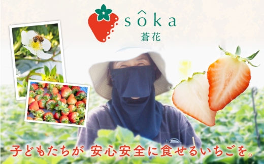 いちご農家が作る！完熟いちごのご褒美ジェラート 6個セット 《壱岐市》【蒼花】 アイス お菓子 いちご イチゴ 苺 ストロベリー ジェラート ソルベ いちごアイス 苺アイス ストロベリーアイス [JE