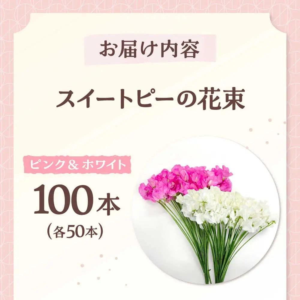 【先行予約 2026年12月～発送】スイートピー 花束 100本（ピンク＆ホワイト） / 生花 [IBW005]