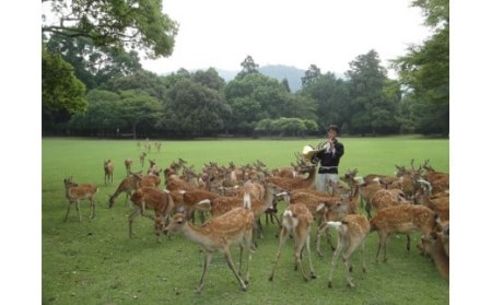 鹿 体験 古都奈良の風物詩 「鹿寄せ」貸し切りチケット 鹿 体験 奈良公園 体験 ギフト 鹿 プレゼント 贈答品 鹿 お礼の品 体験 奈良県 奈良市 奈良 なら T-31