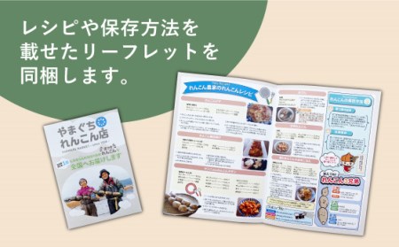 【祖母は101歳 健康長寿の源はれんこん！】 白石 れんこん 約3kg /新鮮なれんこんを産地直送！ れんこん 佐賀 白石れんこん 泥付きれんこん 夏はシャキシャキれんこん 冬はホクホクれんこん おで