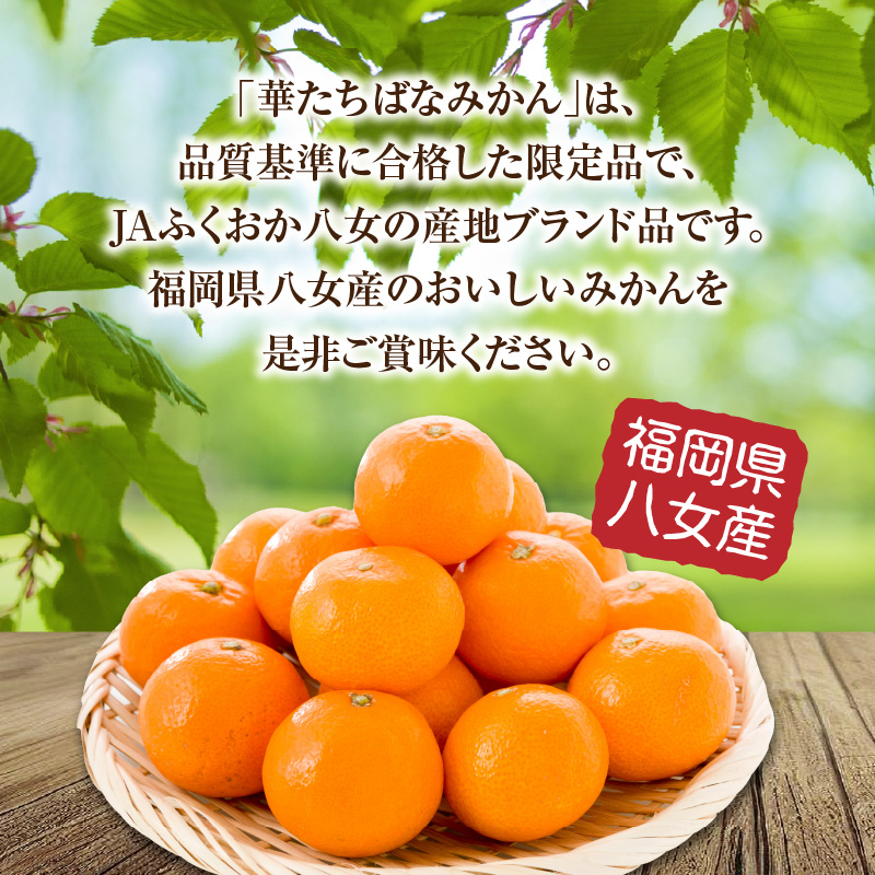 【2026年12月発送開始】華たちばなみかん 5kg｜ＪＡふくおか八女 蜜柑 ミカン 秀品 福岡 果物 フルーツ 先行予約 家庭用 自宅用 送料無料 数量限定 期間限定