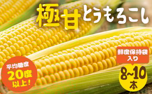 【夏採れお届け】 平均糖度20度以上 極甘とうもろこし 8～10本 鮮度保持袋入り 2026年先行予約