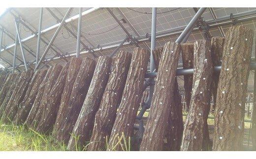 352.【冷蔵】原木しいたけ サンシェードプリンス　※北海道・沖縄・離島 以外への配送　※2025年12月中旬～2026年2月上旬頃に順次発送予定