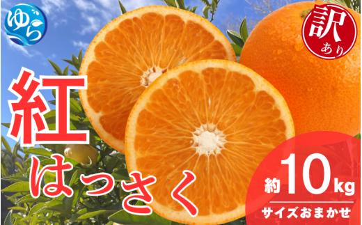 【訳あり】和歌山県産 紅 はっさく（サイズおまかせ） 10kg / 八朔 ハッサク 柑橘 果物 和歌山 ※2026年2月中旬～3月中旬に順次発送 ※北海道・沖縄・離島配送不可 【eiw024】