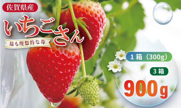 
                  【先行予約】令和9年2月上旬頃出荷開始予定 いちごさん 3箱セット（合計 900g） ふるかわ農園  苺 甘い 酸っぱい いちご いちごさん イチゴ 3パック 苺 人気 佐賀 佐賀県  小城市
                