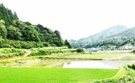 令和7年産ひのひかり 5kg ヒノヒカリ 白米 ［1532-4］