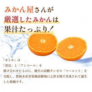 【2026年2月上旬より発送】愛媛県産 せとか 秀品 約3.5kg | ﾐｶﾝﾐｶﾝﾐｶﾝﾐｶﾝﾐｶﾝﾐｶﾝ 【OF008】