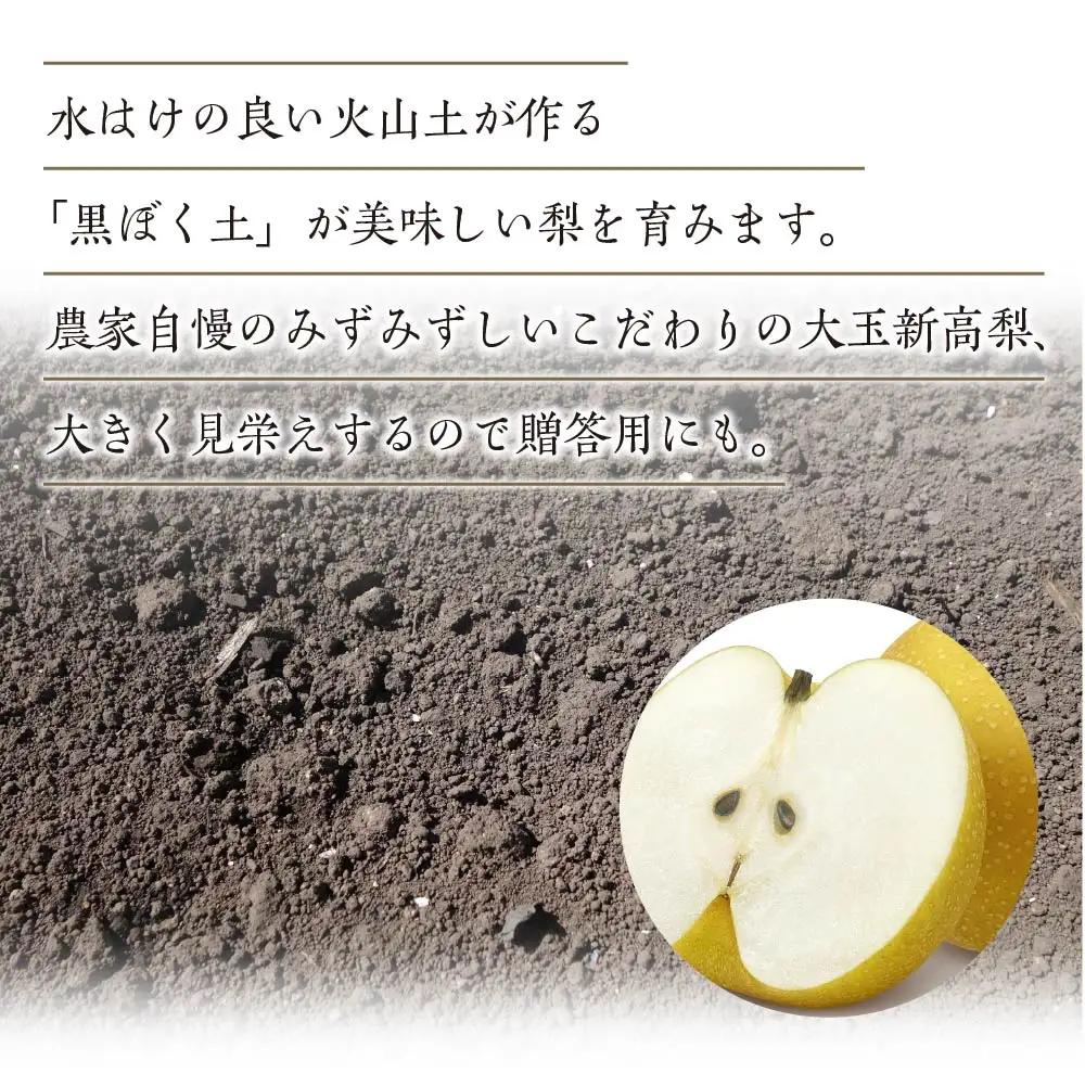 【先行予約】蔵王の新高梨約5kg 特大玉(4～5L程度）　【04301-0141】