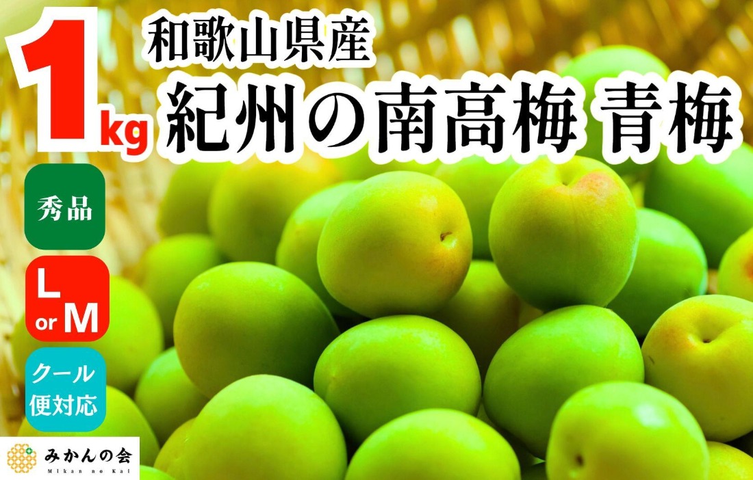 [2025年6月上旬出荷] 青梅 南高梅 約1kg 秀品 LまたはMサイズ 和歌山県産 A品 梅酒作り用 梅ジュース作り用 AX395