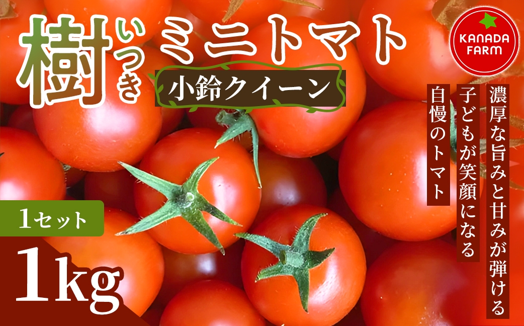 
                  《先行予約》樹（いつき）ミニトマト（小鈴クイーン）1kg 1セット 3セット 定期便発送 新鮮野菜 フルーツ 旬 サラダ デザート お弁当 朝食 料理用 そのまま食べる おうちごはん お取り寄せ 産地直送 贈り物 手土産 愛知県 豊橋市
                