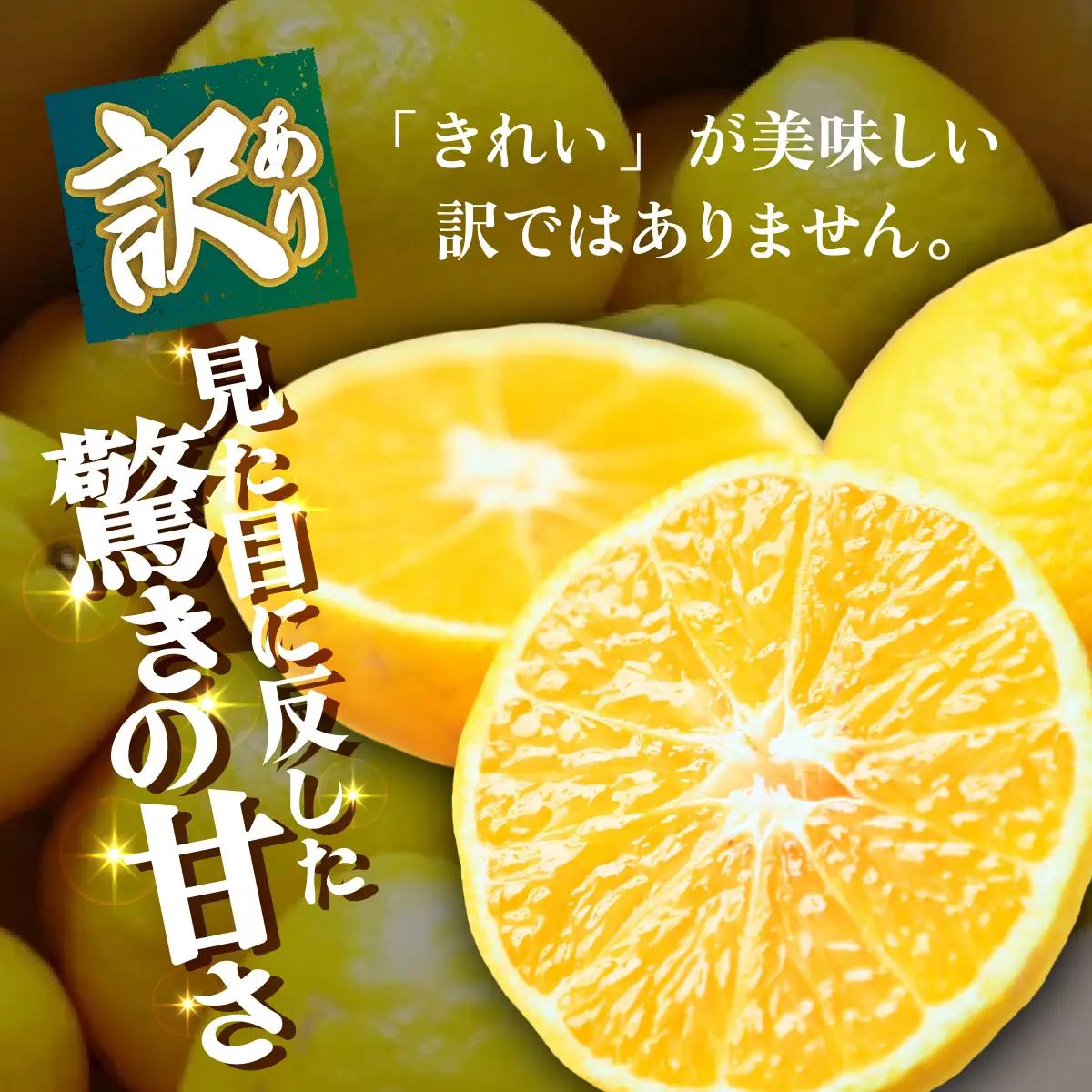 ＜【訳あり】愛媛県産 媛小春 約3kg＞『2027年2月上旬～3月下旬迄順次発送予定』わけあり 訳アリ 希少品種 ひめこはる 高級柑橘 みかん 蜜柑 果物 くだもの フルーツ ミカン 果汁 国産 特産