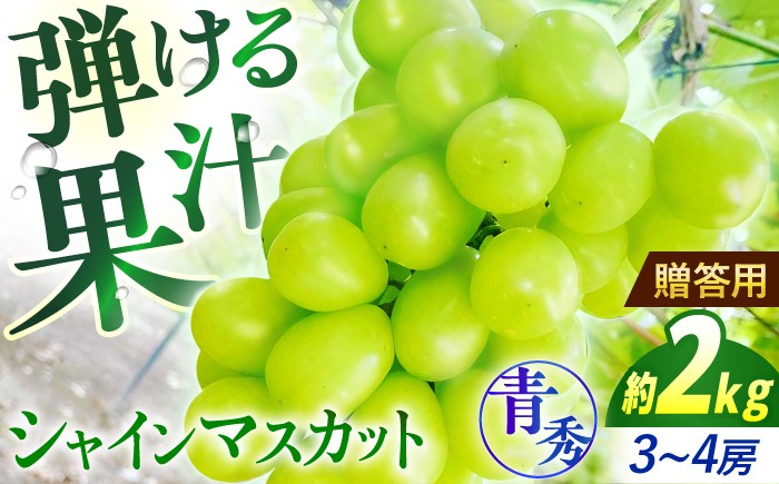 
                  シャインマスカット 2kg (3房から4房 青秀) 【先行予約】＜9月中旬から順次発送＞ ぶどう ブドウ 葡萄 budou しゃいんますかっと ますかっと 2026年発送 大粒 種なし 皮ごと フルーツ ふるーつ 果物 くだもの 産地直送 お取り寄せ 送料無料 農家直送 新鮮 ギフト 贈答 人気 完熟 露地栽培 grape そのまま 直送 甘い 果肉 三次市 / 西田ぶどう園 [APCM004]
                