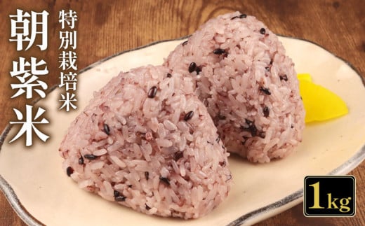 朝紫米 1kg 古代米 雑穀 紫米 もち米 黒もち米 特別栽培米 減農薬 栄養 健康 米どころ ご飯 新発田産 新潟 米 お米 こめ させ農園 新潟県 新発田市 sase009
