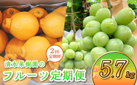 【2回定期便】先行予約 清水果樹園のフルーツ定期便 不知火 約4.5kg シャインマスカット 約1.2kg 計5.7kg 【2026年3月上旬・7月下旬～8月中旬発送予定】