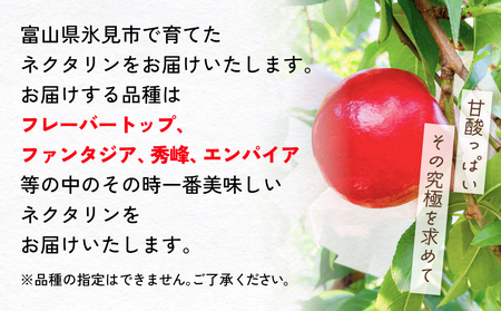 【先行予約】【訳あり】富山県産 ネクタリン 6個 （約1.5kg） ＜2026年8月中旬以降順次発送＞
