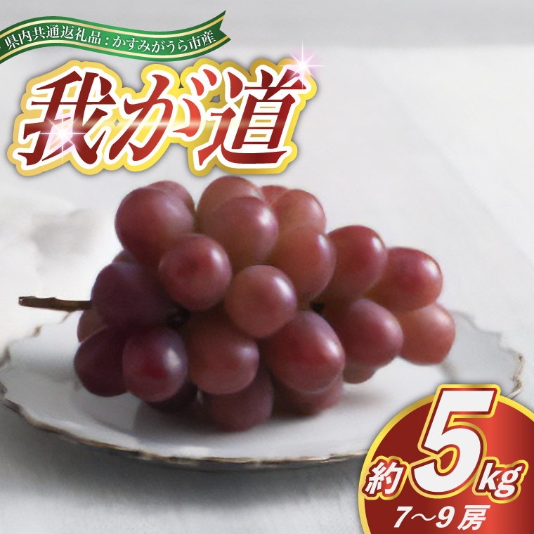 我が道 約5kg 7～9房 ＜2026年9月より順次発送予定＞ (県内共通返礼品:かすみがうら市産)  フルーツ 果物 ぶどう (BR100)