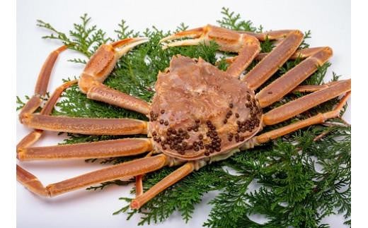 
                  【竹】極選松葉ガニ （ボイル） 600g級 ブランドタグ付（さんチョク）
                