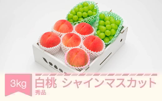 【先行予約】白桃秀品＆シャインマスカット 品種おまかせ 詰め合わせ 約3kg 令和七年産 2025年産 果物  送料無料 ns-fshsx3