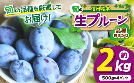 【先行受付：2026年発送】信州産 品種おまかせ旬の生プルーン 約2kg（500g×4パック）