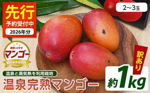 
            【2026年 発送】＜訳あり＞地下から湧き出る温泉と蒸気熱を利用栽培した温泉完熟マンゴー約1kg(トロピカルファームいぶすき/016-1764) マンゴー フルーツ 果物 くだもの 旬 夏 指宿 いぶすき 鹿児島
          
