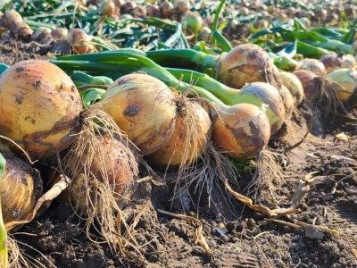 【あさひサンファーム】【混合５kg】兵庫県認証食品★特別栽培★淡路島たまねぎ