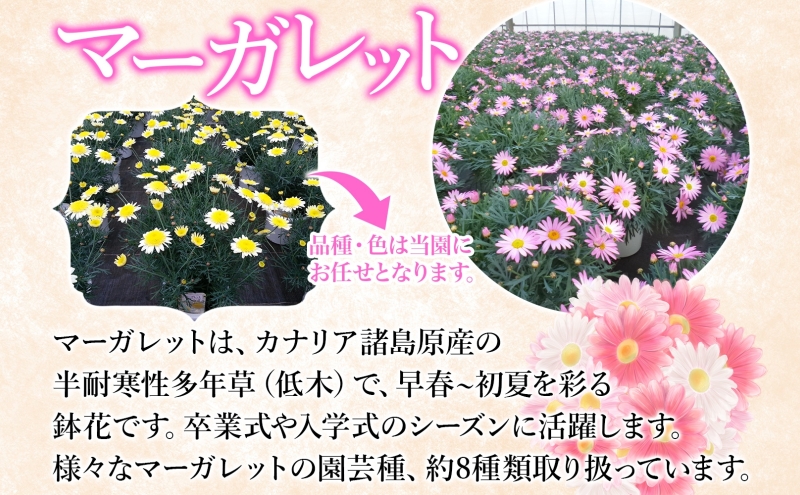 鈴木園芸 おまかせ マーガレット 5号鉢 フラワー ギフト 植物 ガーデニング 室内 園芸 花 はな flower 母の日 プレゼント 入学式 お祝い 贈り物 サプライズ 贈り物 卒業式 誕生日 イン