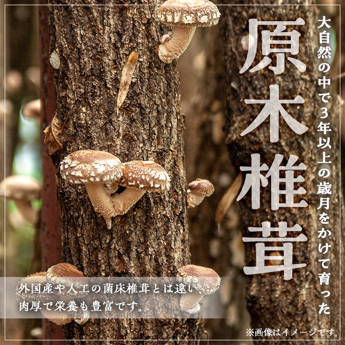 ＜選べる内容量！＞ギフト用 乾しいたけ (80g) シイタケ きのこ 常温【九南サービス(タマチャンショップ)】A739 80g