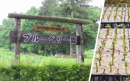 ブルーベリージュース ＜500ml＞ ストレート果汁100％使用 【岩手林業】 / ブルーベリー フルーツジュース 果物 くだもの