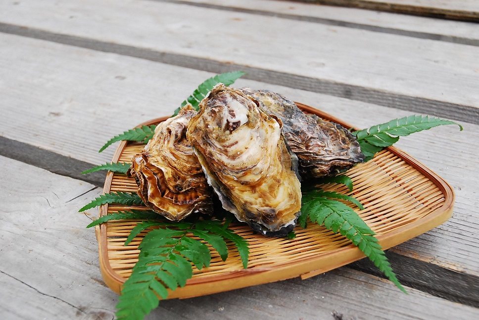 【2026年2月中旬以降発送】殻付き 養殖 真牡蠣 4kg 加熱用 朝どれ直送！先行予約 岡山八朗兵衛商店 : 二枚貝 牡蠣 かき オイスター 殻付き牡蠣 生牡蠣 活牡蠣 カキ 海鮮 魚介 海産物 海