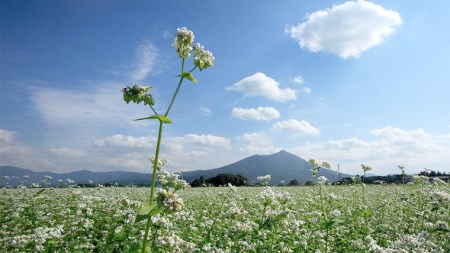 【常陸秋そば使用 手打ちそば 】業務用 冷凍そば 太麺 タイプ 100人前 13kg（130g×100食）そば 冷凍 生そば 小分け 常陸秋そば 蕎麦 ソバ [AN030sa]