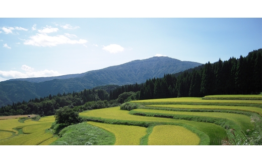 訳あり 兵庫県香住産 釜茹で香住ガニ(紅ズワイガニ)3～4匹入(約2kg) 冷凍【1783401】